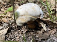 Hypomyces chrysospermus