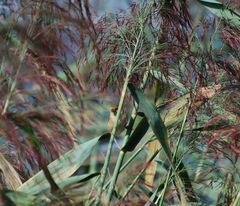 Acrocephalus scirpaceus