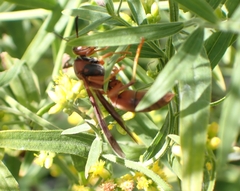 Polistes rubiginosus