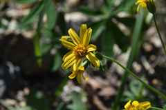 Arnica latifolia