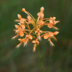Platanthera ciliaris