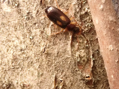 Dromius fenestratus