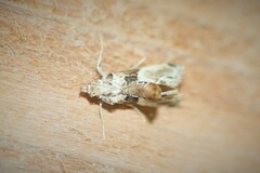 Neodavisia melusina
