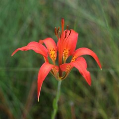 Lilium catesbaei