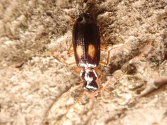 Dromius fenestratus