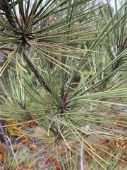Pinus