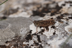 Calliptamus italicus