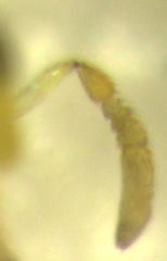 Aphytis