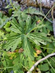 Anemonastrum canadense