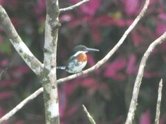 Chloroceryle americana