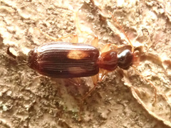Dromius fenestratus