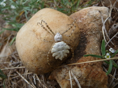 Argiope lobata