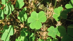 Oxalis acetosella