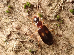 Dromius fenestratus