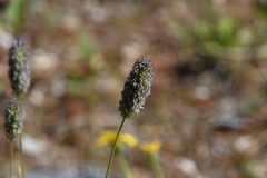 Phleum alpinum