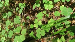Oxalis acetosella