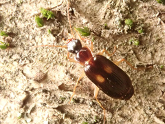 Dromius fenestratus