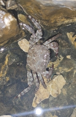 Pachygrapsus marmoratus