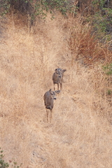 Odocoileus hemionus californicus