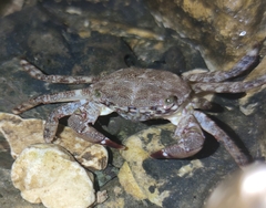 Pachygrapsus marmoratus