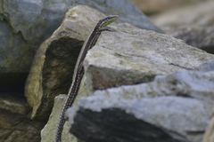Iberolacerta monticola