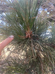 Pinus radiata