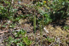 Trisetum spicatum