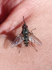 Dexia rustica