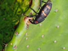 Cactophagus spinolae