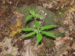 Medeola virginiana