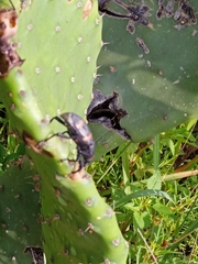 Cactophagus spinolae