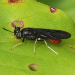 Hermetia relicta