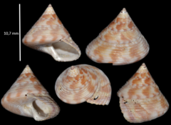 Calliostoma zizyphinum