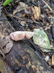 Pezizales