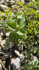 Galinsoga quadriradiata