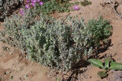 Atriplex lindleyi