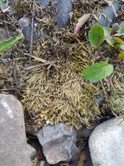 Brachythecium albicans