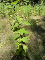 Populus grandidentata