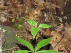 Medeola virginiana