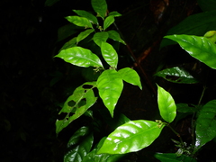 Psychotria pullei