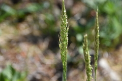 Trisetum spicatum