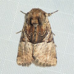 Meropleon diversicolor