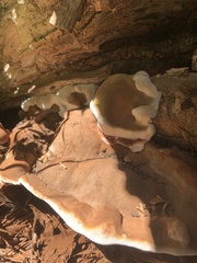 Ganoderma