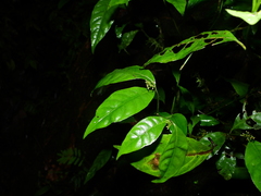 Psychotria pullei