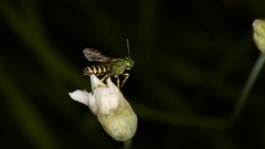 Agapostemon virescens