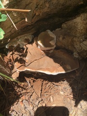 Ganoderma