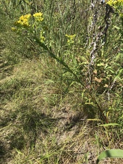 Solidago riddellii