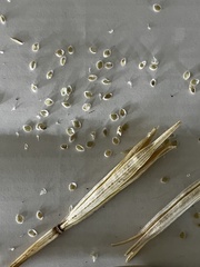 Calochortus macrocarpus