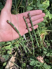 Equisetum hyemale