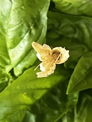 Calochortus macrocarpus